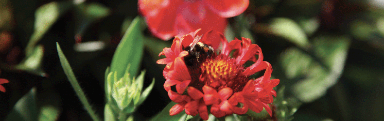 Seyssins, au coeur de la biodiversité