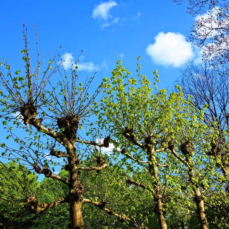 RECONNAISSANCE DES ARBRES ET ARBUSTES